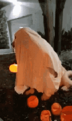 Piesek przebrany za ducha w Halloween